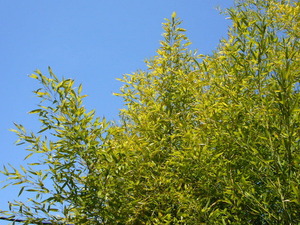 askihuyu (1)