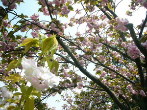 crowns(2)