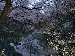 s-高遠桜2010 005