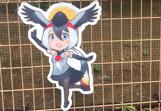 ホオジロカンムリヅル