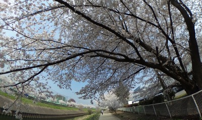 sakura1801