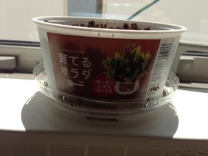 育てるサラダ2