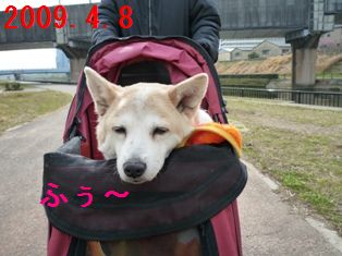 最後の散歩