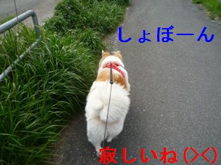 寂しいそう