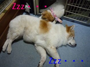 zzz