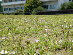 大浜海岸 ハマヒルガオ 2011