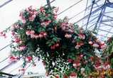 フクシアの花
