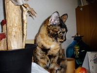 動物猫すず2