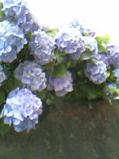 花-07-04_11-22