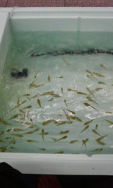 1ea00227.jpg