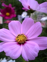 e501e91d.jpg