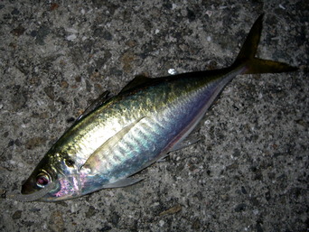 アジ