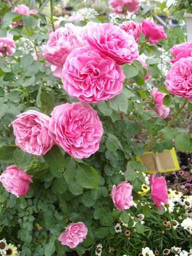 IMGP0695