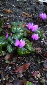 46f874e1.jpg