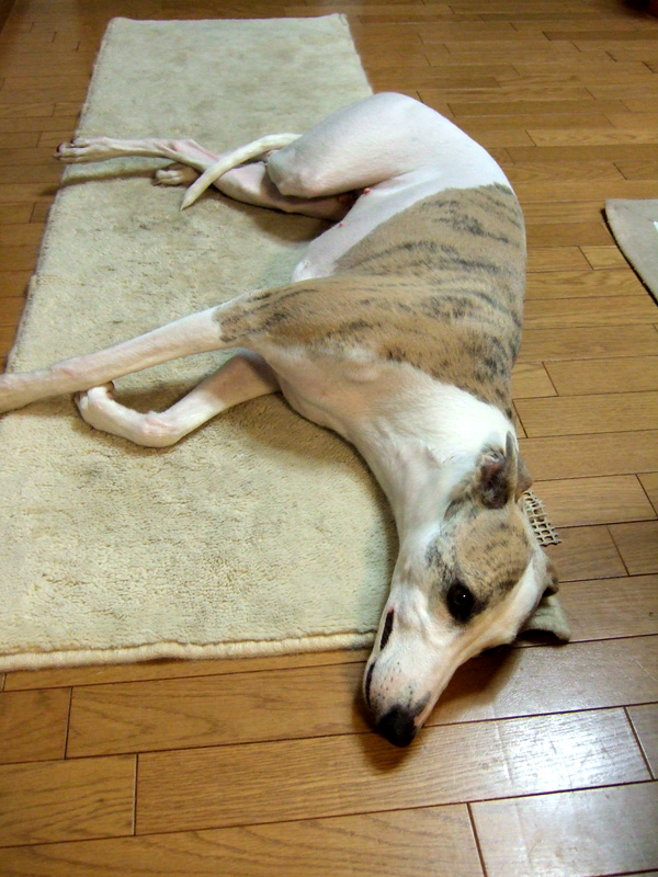 ぐったりシャラ
