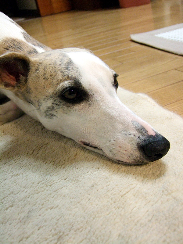 シャラ