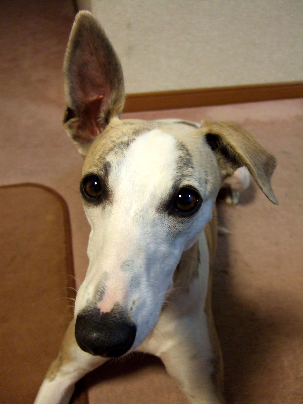 シャラ