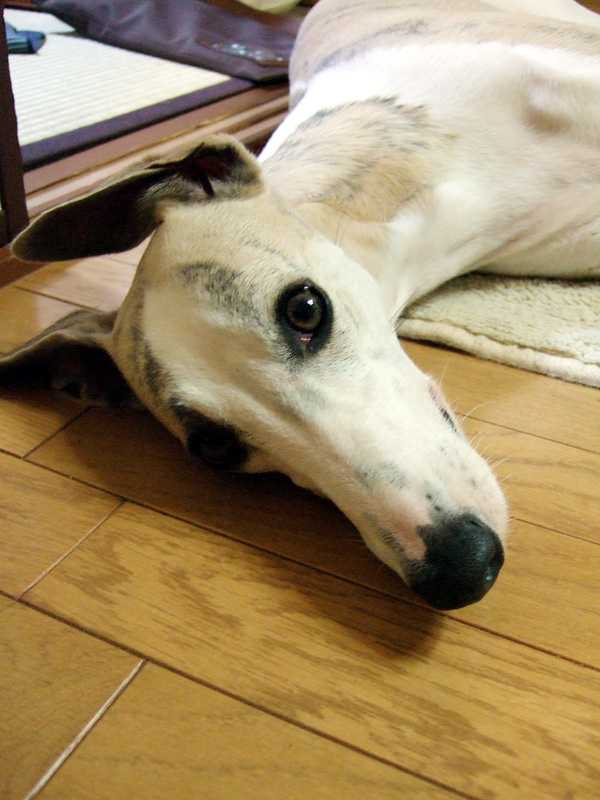 シャラ