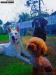 3dogs