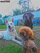 3dogs