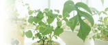 観葉植物