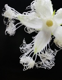 烏瓜