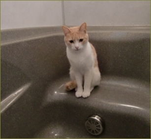 旦那さんが私の飼い猫を「夜バタバタ暴れてうるさい」という理由で風呂に閉じ込めようとしてた
