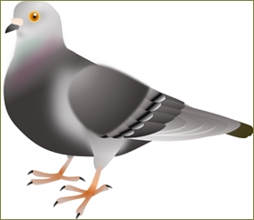 鳩