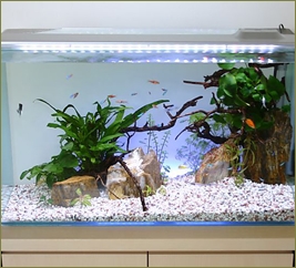 鍋の時に咳やくしゃみを鍋に向かってする、熱帯魚のフンを洗面台に流す、流しに置いた食器の上で水槽を触った手を洗う…不衛生な旦那に何度言っても通じない