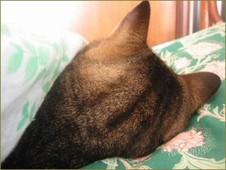気に入らないことがあるとすぐに寝室にこもりふて寝してしまう旦那。浮気を疑わせるメールのやり取りをしていたので話し合いたいのにやっぱりふて寝