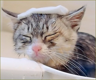 昔から湯船につかると寝てしまう母。嫁「このままじゃお義母さんが溺死しちゃう。私も一緒に入ります!」母も嫌がってるしやめろと言ってるのに聞かない