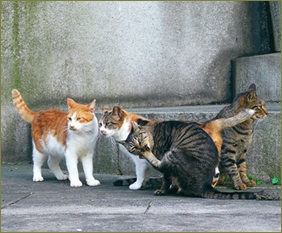 母が野良猫に餌付けをする。近所迷惑だからやめろと何度言っても私の目を盗んで餌やり。野良が集まり子猫を産み大変な状況に