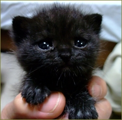 義兄嫁「うちの子が猫を拾ってきたの。私は猫が嫌いだし妊娠中だから飼えない。お宅は猫を飼ってるでしょう?3匹も4匹も同じじゃない。引き取って。じゃなきゃ捨ててくる」