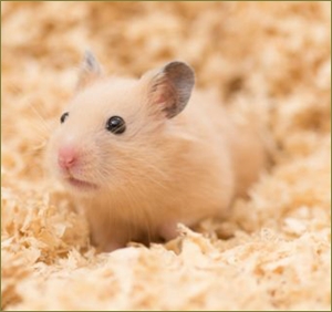 飼っていたハムスターの亡骸を旦那が生ゴミ用のディスポーザーに放り投げた。パニクる私をよそに「これで子作りに専念できるね。早速今晩から頑張ろう^^」