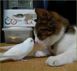 私が鳥を放し飼いにしてるのを知ってるトメが「貰って」といきなり猫を連れてきた。私パニック。トメ「元気な子でしょ?w」→旦那が大事にしてた鳥が亡くなり…