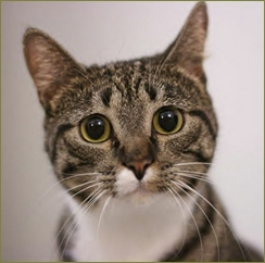 自分が原因の不妊のくせに「猫がいると不妊の原因になる！」と言い出したトメの尻馬に乗った旦那が勝手に私の飼い猫を川に捨てやがった