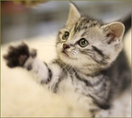 発情期の飼い猫の声がうるさいので避妊手術をしたいのに、夫が「体にメスを入れるのは云々」とよくわからない理由で反対する