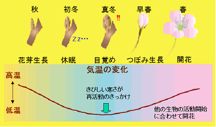 桜開花メカニズム