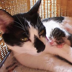 母のまなざし