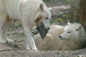 02_arktische_woelfe_jungtiere_2014_slide_l