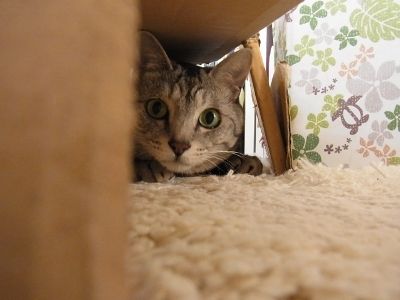 catunderthebox