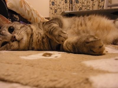 mochi