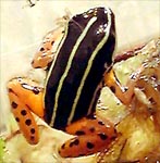 クインクエビッタータスヤドクガエル