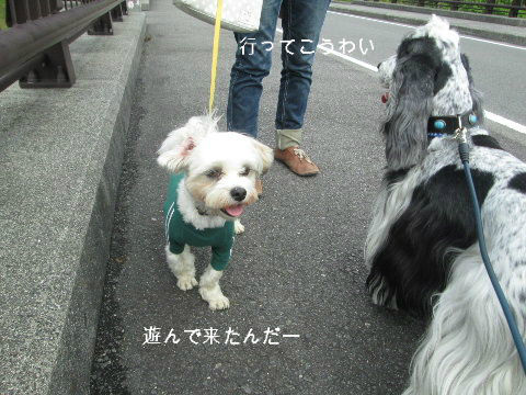 松山総合公園ドッグランがオープン ウインの日記