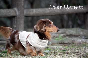 Dear Darwin