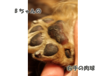 BBのカサカサ肉球