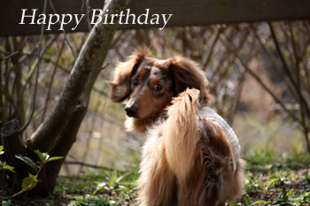 Happy Birthday Darwin