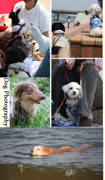 Dog Photography in Asiyahama.