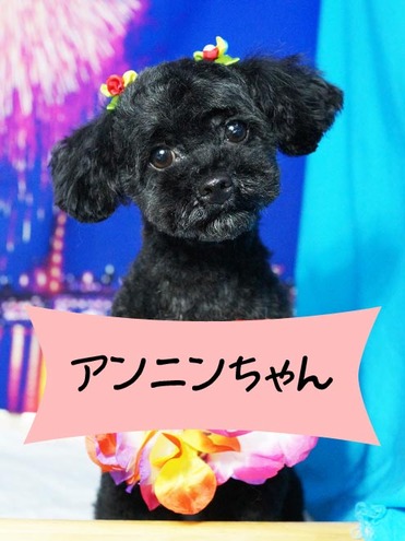 あんにん