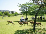 nara park